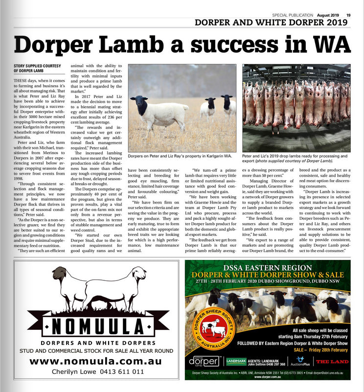 Dorper Lamb a success in WA