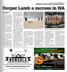 Dorper Lamb a success in WA