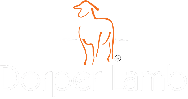 Dorper Lamb